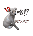 我が家の拾った犬の日常（個別スタンプ：18）