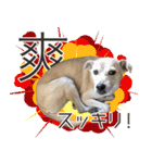 我が家の拾った犬の日常（個別スタンプ：19）