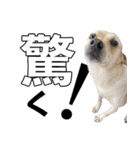 我が家の拾った犬の日常（個別スタンプ：21）