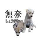 我が家の拾った犬の日常（個別スタンプ：22）