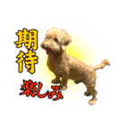 我が家の拾った犬の日常（個別スタンプ：23）
