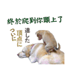 我が家の拾った犬の日常（個別スタンプ：24）