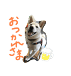 ももはく（個別スタンプ：6）