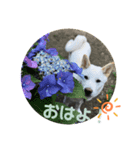 ももはく（個別スタンプ：7）