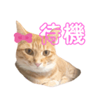 ぶるぶるぶーる(ときどき けっちゃん)（個別スタンプ：1）