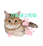 ぶるぶるぶーる(ときどき けっちゃん)（個別スタンプ：4）