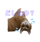 ぶるぶるぶーる(ときどき けっちゃん)（個別スタンプ：5）
