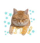 ぶるぶるぶーる(ときどき けっちゃん)（個別スタンプ：6）