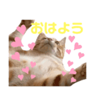 ぶるぶるぶーる(ときどき けっちゃん)（個別スタンプ：7）