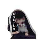 オムツをはいたチワワのスタンプ（個別スタンプ：9）