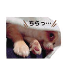 オムツをはいたチワワのスタンプ（個別スタンプ：13）