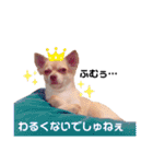 オムツをはいたチワワのスタンプ（個別スタンプ：32）