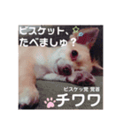 オムツをはいたチワワのスタンプ（個別スタンプ：40）
