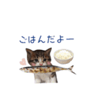 猫にゃ・にゃ・にゃ！part12（個別スタンプ：7）