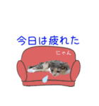 猫にゃ・にゃ・にゃ！part12（個別スタンプ：8）