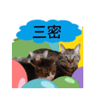 猫にゃ・にゃ・にゃ！part12（個別スタンプ：24）