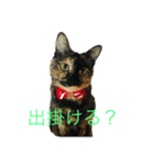 サビ猫好き専用（個別スタンプ：1）