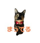 サビ猫好き専用（個別スタンプ：2）
