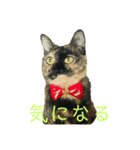 サビ猫好き専用（個別スタンプ：3）