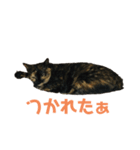 サビ猫好き専用（個別スタンプ：5）