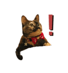 サビ猫好き専用（個別スタンプ：8）