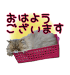 可愛い犬猫 ジンとバニラとアリス（個別スタンプ：1）