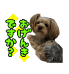 可愛い犬猫 ジンとバニラとアリス（個別スタンプ：3）