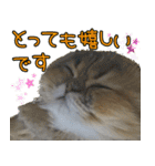 可愛い犬猫 ジンとバニラとアリス（個別スタンプ：4）