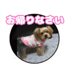 可愛い犬猫 ジンとバニラとアリス（個別スタンプ：5）