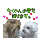 可愛い犬猫 ジンとバニラとアリス（個別スタンプ：6）