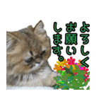 可愛い犬猫 ジンとバニラとアリス（個別スタンプ：8）