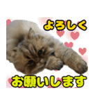 可愛い犬猫 ジンとバニラとアリス（個別スタンプ：9）