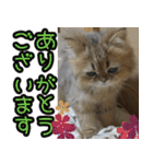 可愛い犬猫 ジンとバニラとアリス（個別スタンプ：11）