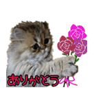 可愛い犬猫 ジンとバニラとアリス（個別スタンプ：12）