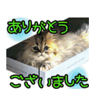 可愛い犬猫 ジンとバニラとアリス（個別スタンプ：13）