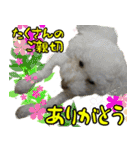 可愛い犬猫 ジンとバニラとアリス（個別スタンプ：14）