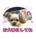 可愛い犬猫 ジンとバニラとアリス（個別スタンプ：19）