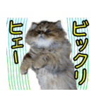 可愛い犬猫 ジンとバニラとアリス（個別スタンプ：20）