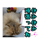 可愛い犬猫 ジンとバニラとアリス（個別スタンプ：21）