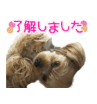 可愛い犬猫 ジンとバニラとアリス（個別スタンプ：22）