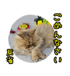 可愛い犬猫 ジンとバニラとアリス（個別スタンプ：23）