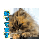 可愛い犬猫 ジンとバニラとアリス（個別スタンプ：25）