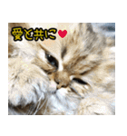 可愛い犬猫 ジンとバニラとアリス（個別スタンプ：26）