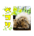 可愛い犬猫 ジンとバニラとアリス（個別スタンプ：27）