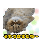 可愛い犬猫 ジンとバニラとアリス（個別スタンプ：28）