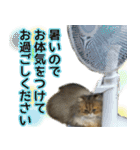 可愛い犬猫 ジンとバニラとアリス（個別スタンプ：29）