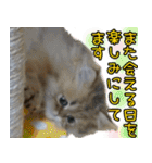 可愛い犬猫 ジンとバニラとアリス（個別スタンプ：30）