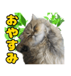 可愛い犬猫 ジンとバニラとアリス（個別スタンプ：31）