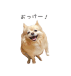 ポメチワのべるちゃん（個別スタンプ：1）