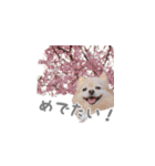 ポメチワのべるちゃん（個別スタンプ：4）